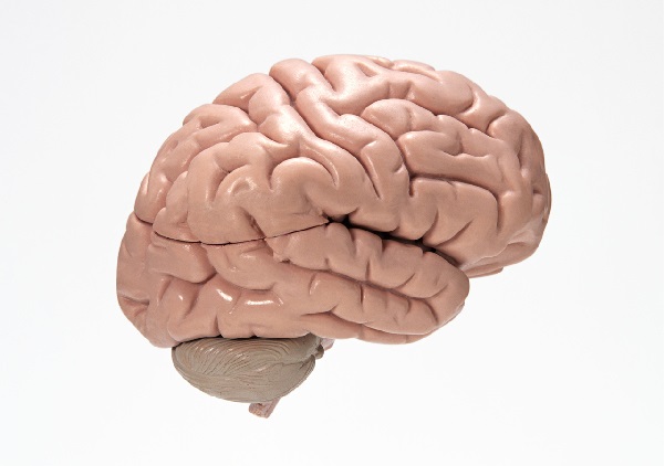 脳模型