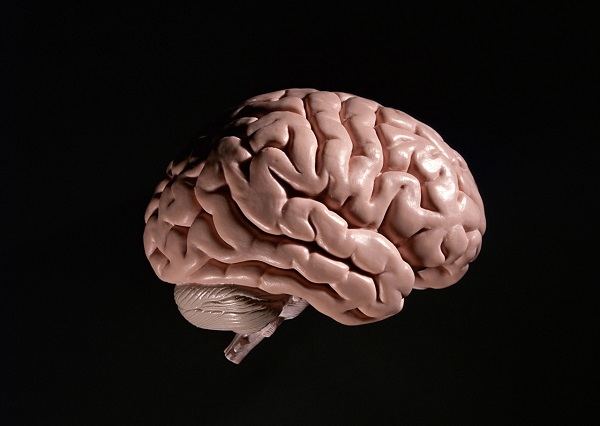 脳模型