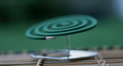 そもそも蚊はどのような生物？移動距離はどのくらい？